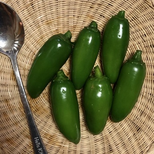 メキシコ！中辛！青唐辛子　ハラペーニョ！！