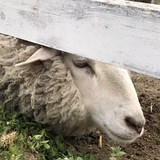 しーちゃんママ