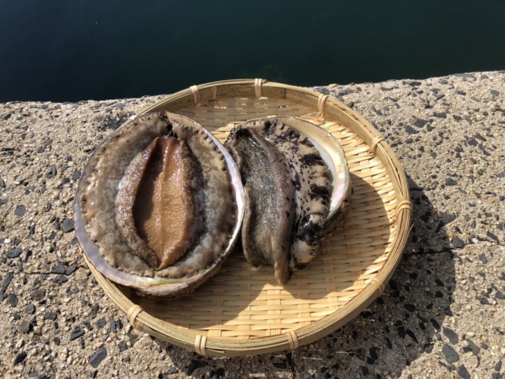 漁師直送 島根県産 素潜り天然鮑 アワビ 食べ比べセット 農家漁師から産地直送の通販 ポケットマルシェ