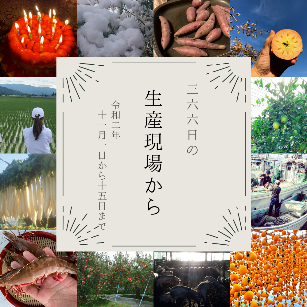 特大エビが手からはみ出てるよぅ 11月前半の生産現場から 農家漁師から産地直送の通販 ポケットマルシェ