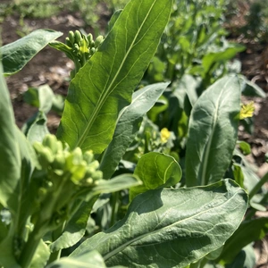 【無農薬・無肥料】菜の花(小松菜)60サイズ