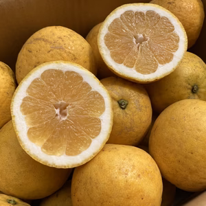 「河内晩柑」訳あり小玉　5ｋｇ！　7ｋｇ！！