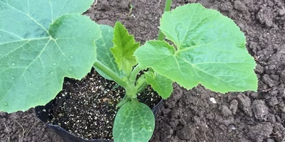 カボチャの利賀風植え付け術に戦慄の潜入ルポを添えて…