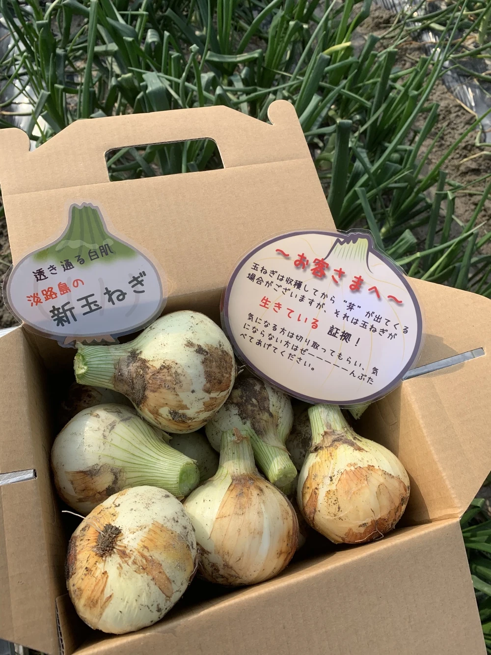 新玉ねぎ‼️シャーロットオニオン　淡路島極熟玉葱　今が旬の新玉ねぎ❗️