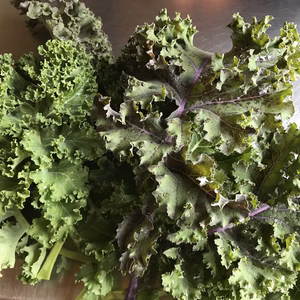 【健託農場】ケール300g(8〜11枚)農薬・化学肥料不使用