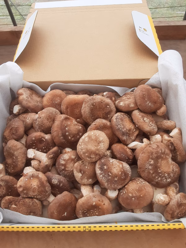 お買い得❣小さめ椎茸コンパクト箱に入だけ❕　2点限り【9日朝8時まで】