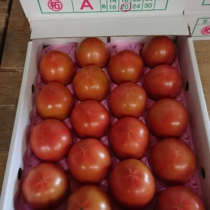 ツゲさんちのうまかトマト　　4ｋｇ　20玉 (２L やや大きめ）