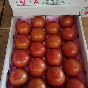 野菜の#トマトの商品一覧(61ページ目)｜ポケットマルシェ｜産直(産地