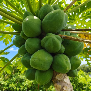 パパイン酵素たっぷり!!沖縄の青パパイヤ1ｋｇ