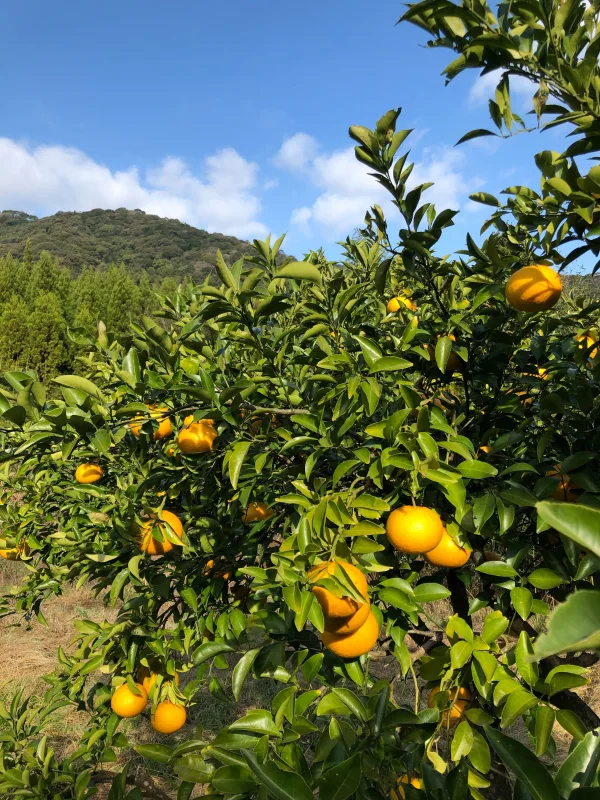 栽培期間中 農薬不使用】 甘夏みかん 熊本天草のみずみずしい甘夏