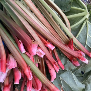 信州産 フレッシュ紅葉ルバーブ  秋ルバーブ/絶品 簡単クランブルを作ろう!