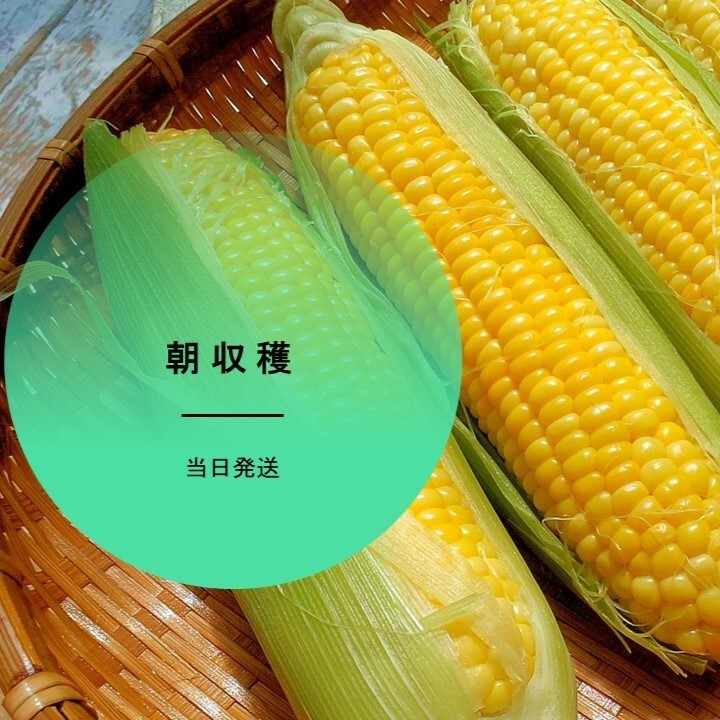 農薬不使用！新鮮✨採れたてつくし300g入り 土筆 野菜詰め合わせ⑧ - 野菜