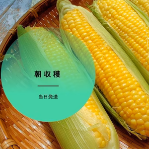 朝採れ！長崎県産とうもろこし　※品種ゴールドラッシュ