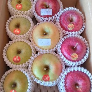 冬のりんご　食べ比べセット(2〜6品種)　数量限定