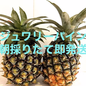 沖縄県石垣島産ジュワリーパイン（ハワイ種）3個入り