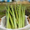 ご予約をお願いします。4月より順次発送。会津産　佐瀬農園の特選アスパラガスガス