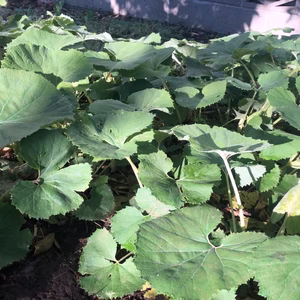 クレオパトラセット✨✨農薬と化学肥料を使わないで育てた野菜セット✨✨