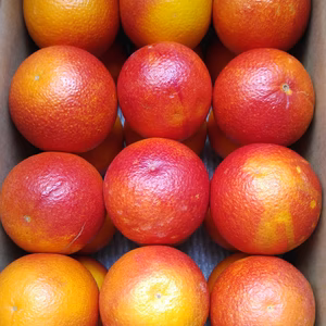 情熱の赤･ブラッドオレンジ(モロ種)