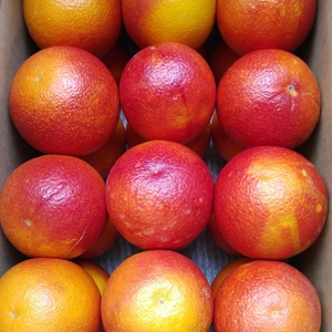 情熱の赤･ブラッドオレンジ(モロ種)