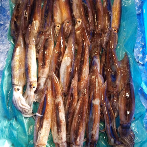 イチマン❗貴重なスルメイカ❗　約25～30尾入れ❗