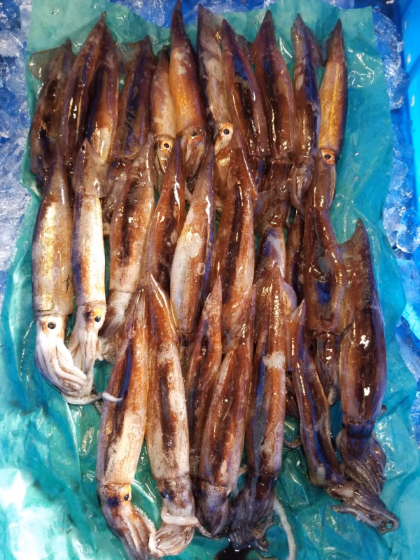 イチマン❗貴重なスルメイカ❗　約25～30尾入れ❗