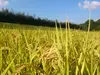 昔ながらの米「ヒノヒカリ」（農薬、除草剤、化学肥料不使用、１等米）