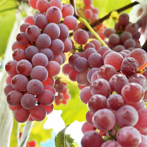 岡山県産種なしデラウェア