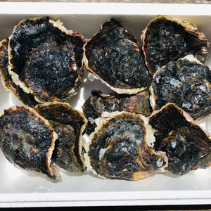 奥能登！里海の恵み！石川県穴水産濃厚　岩牡蠣（生食用）10個（300g以上/個）