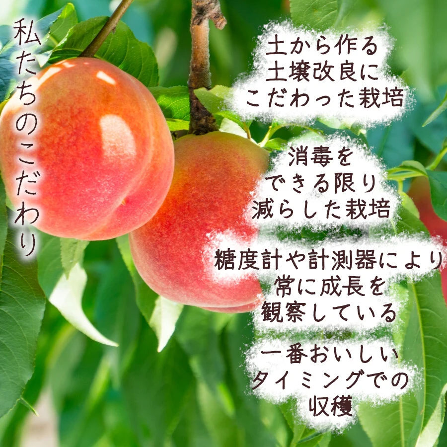 長野県産 ワッサー 3kg 8 11収穫分 - 通販 - univ-garoua.cm