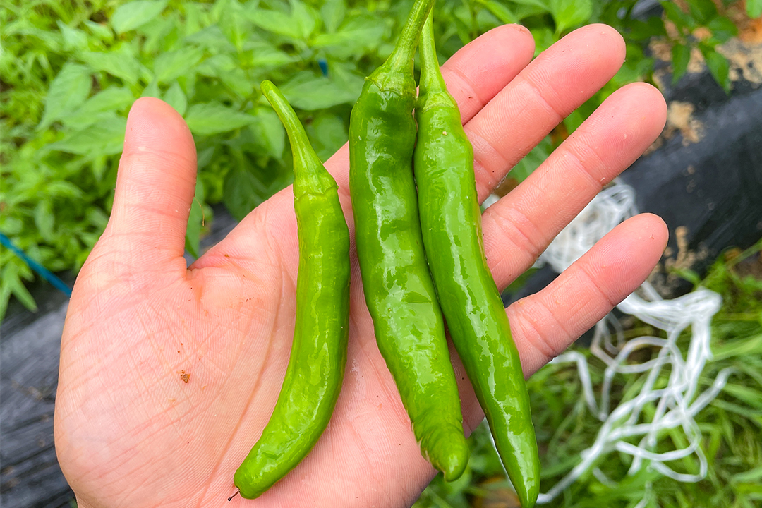 収穫当日出荷！】激辛！青唐辛子 無農薬栽培 500g～｜ししとう