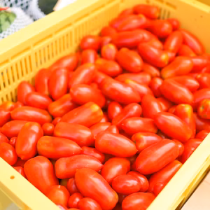 訳あり！太陽のトマト　サンマルツァーノトマト！