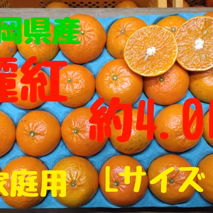 静岡県産　麗紅　家庭用　約4.0㎏