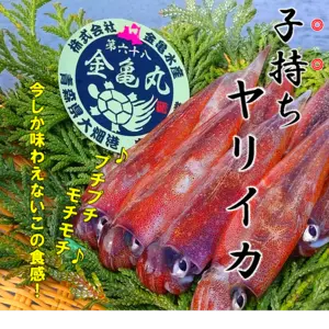 【期間限定❗】津軽海峡産たまごビッシリ❗子持ちヤリイカ♪