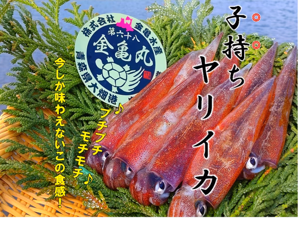 【お試しサイズ❗】津軽海峡産　子持ちヤリイカ♪10〜15杯