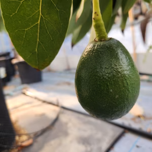 国産アボカド(ベーコン)2個