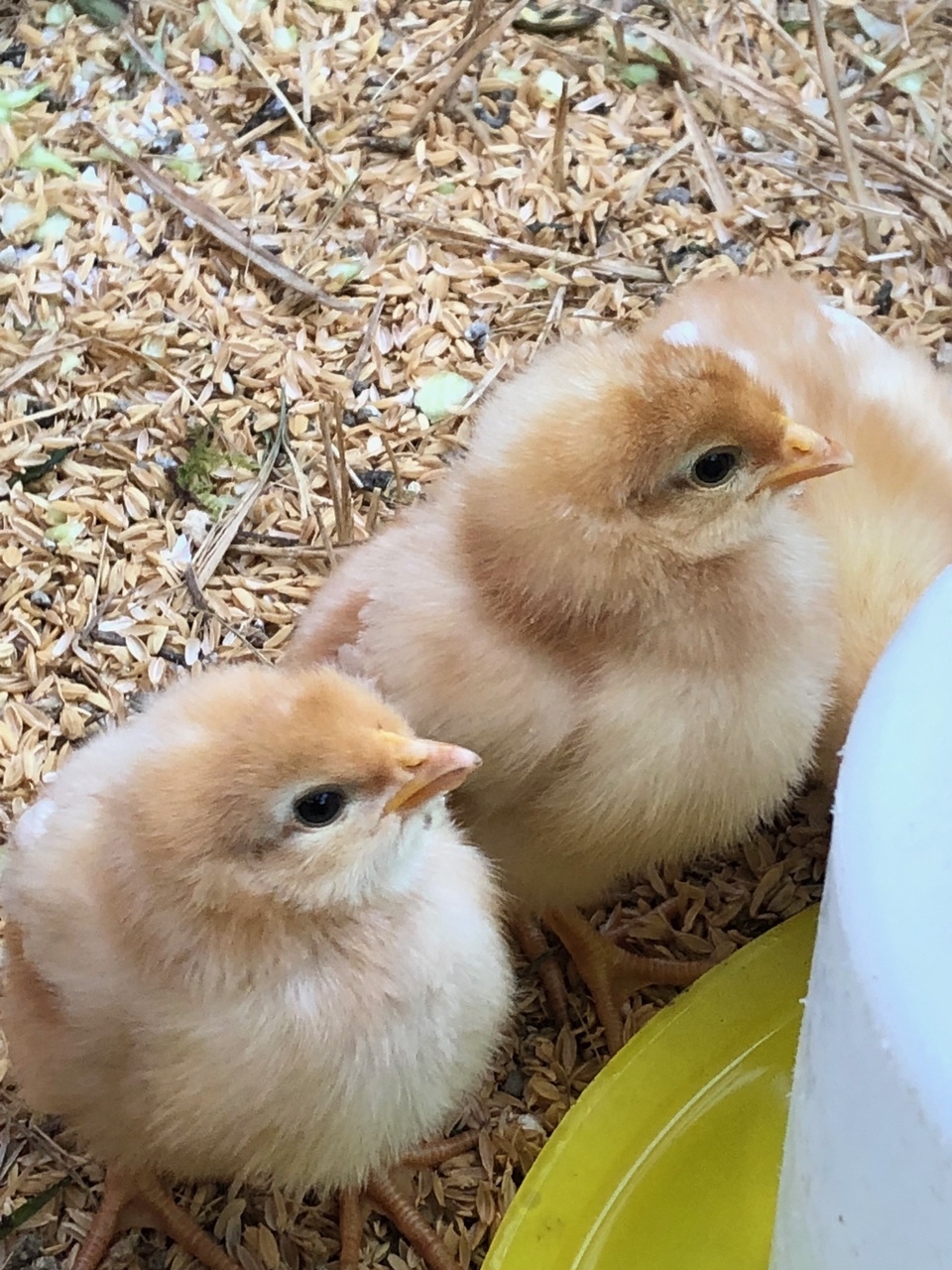 幸せの青いたまご アローカナ｜卵の商品詳細｜ポケットマルシェ｜産地直送で旬の食材が生産者(農家・漁師)から届く