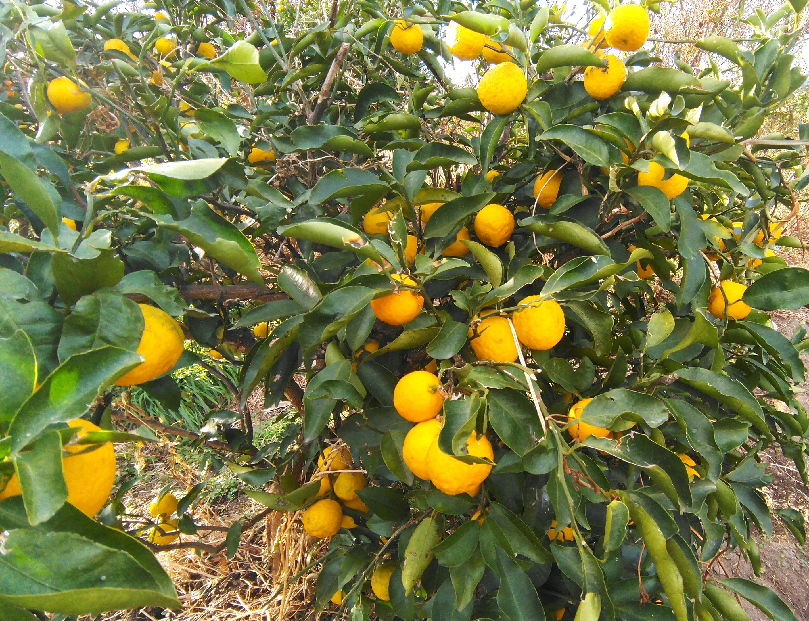 柚子 無農薬 自然栽培 19個 - 果物