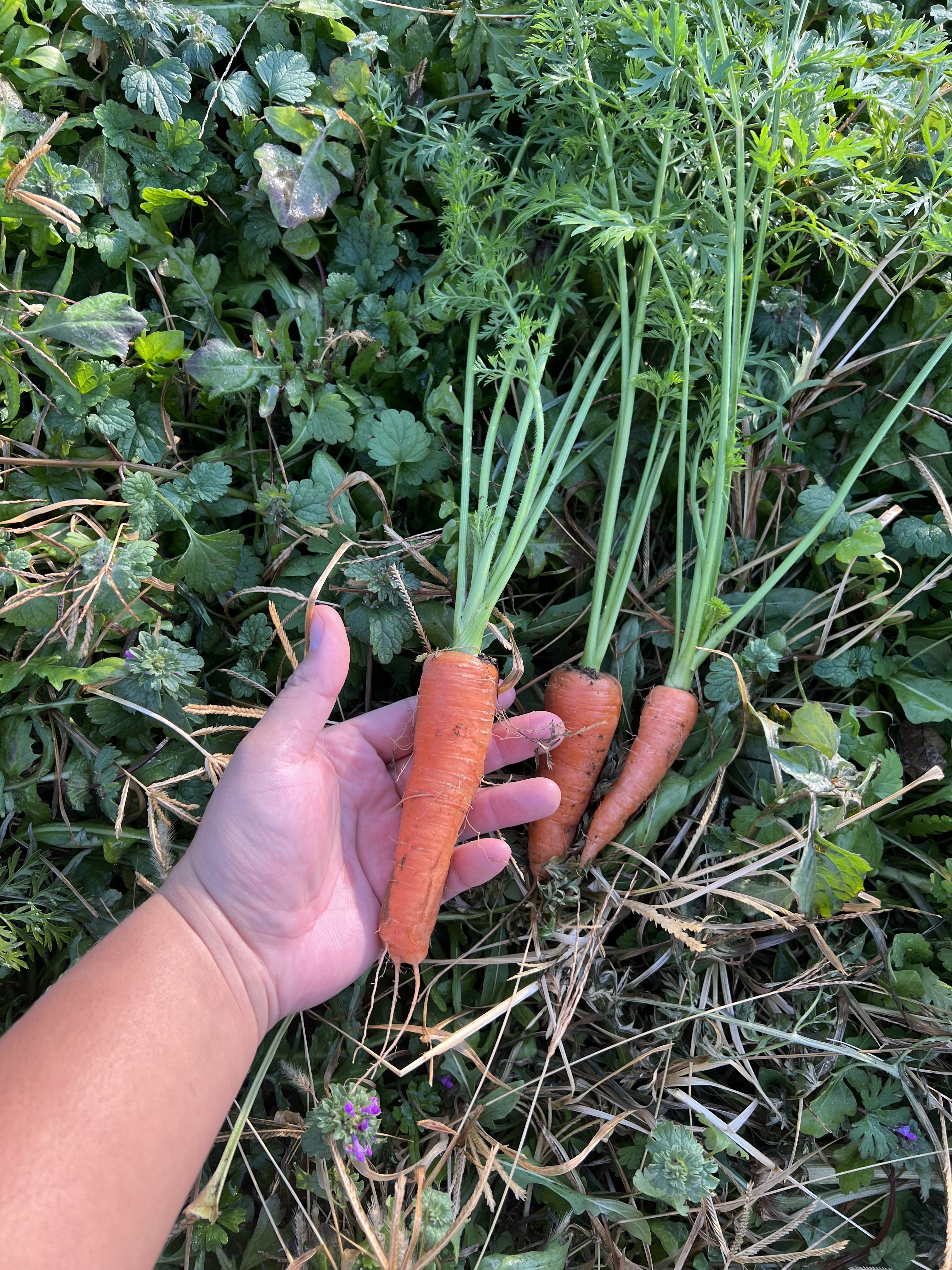 農薬不使用のニンジンの葉っぱ - 野菜