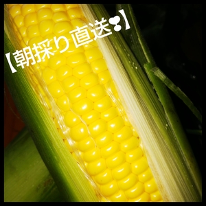 【恵味(めぐみ)ゴールド】20本