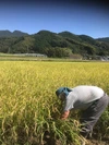 令和元年新米！[合鴨米]玄米5kg 栽培期間中 農薬不使用 熊本県産ヒノヒカリ