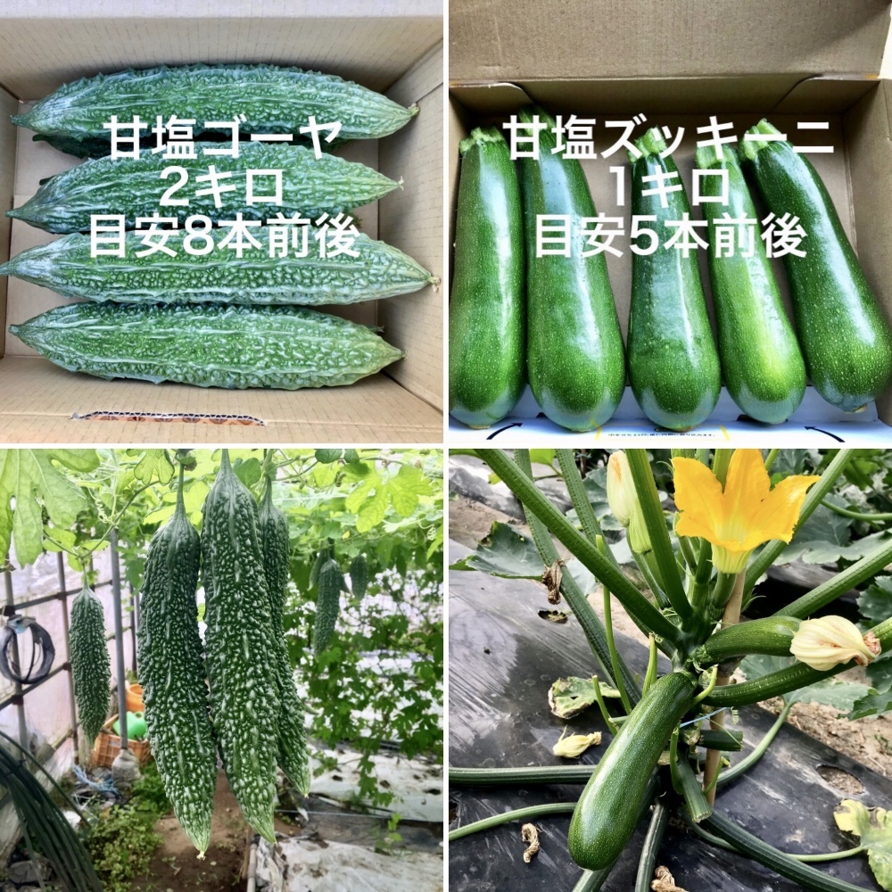 甘塩ゴーヤ箱込み2キロ 甘塩ズッキーニ箱込み1キロ ファミリー農美家畑産地直送便 農家漁師直送のポケットマルシェ