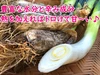 須賀川の伝統野菜曲がりネギで作った辛～い曲がりネギキムチ