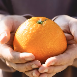 【プリプリの大粒果肉が弾ける】伊予柑 愛媛県産