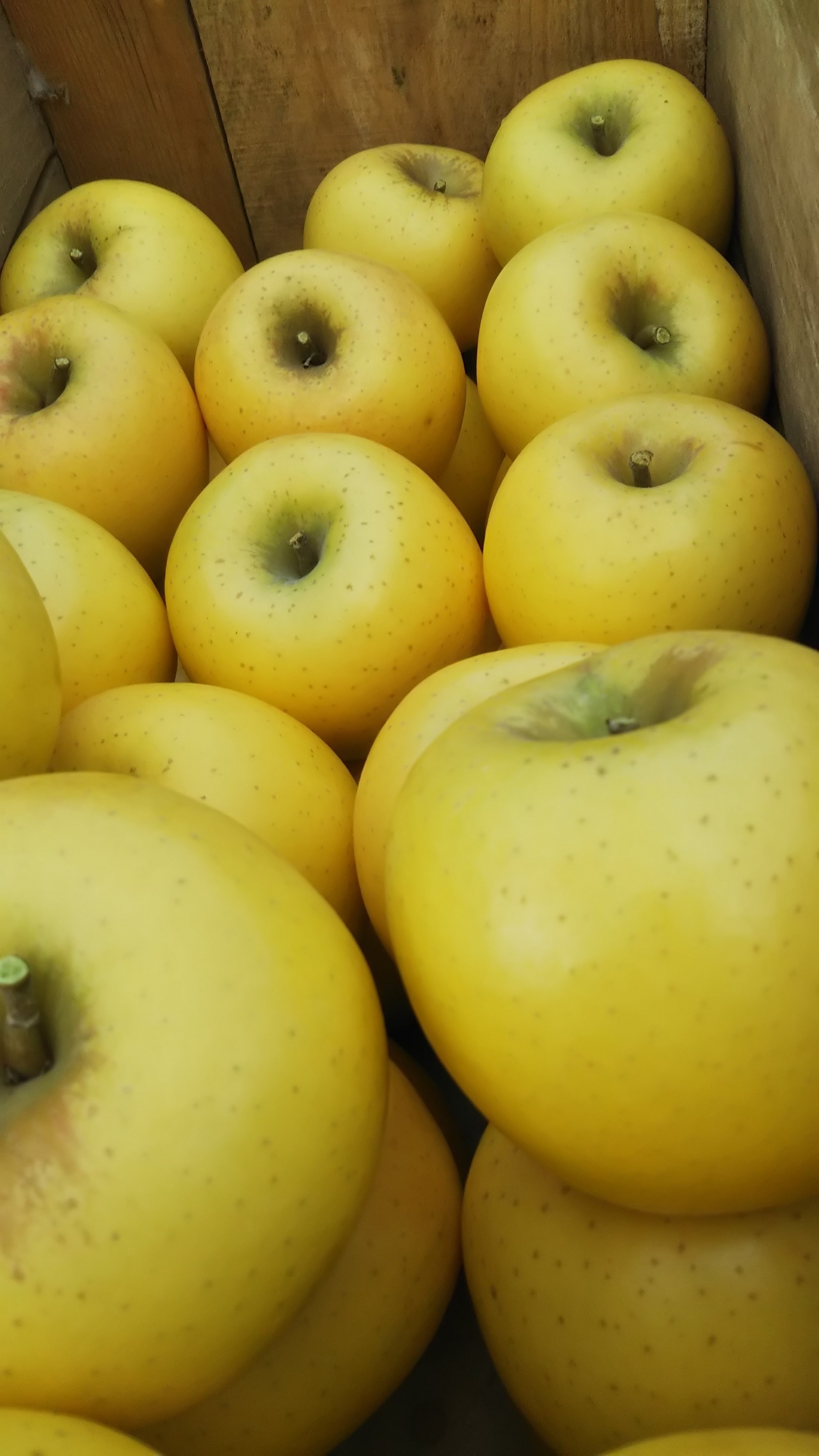 シナノゴールド3キロ 10個前後