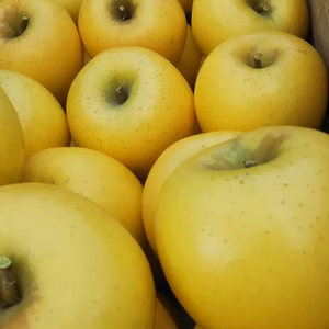 シナノゴールド3キロ