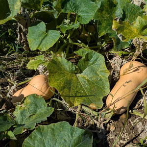 北海道産小型バターナッツ