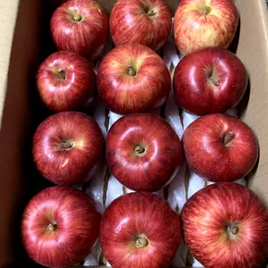 青森りんごを直送　食べきりサイズリンゴ『サンつがる』２Kg 　１２個から１５個入