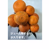 早春みかん ジュース用おまかせ詰合（箱込4kg）伊予柑,デコみかん,せとかno2