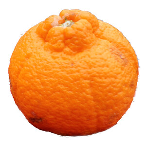 不知火（しらぬい）　3kg　濃厚甘トロ柑橘