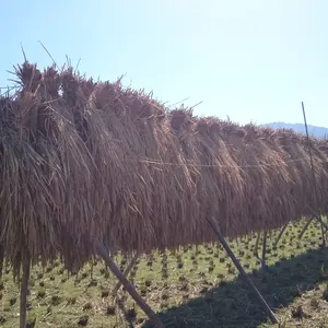 古代米(自然栽培黒米2㎏ 天日干し　令和2年度新米)